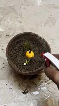 How to Grow Lemon with Aloe Vera at Home