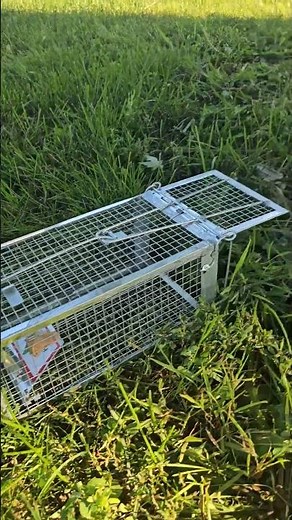 Easy way to catch ground squirrels / Chipmunks