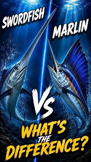Swordfish vs Marlin | What's the Difference?