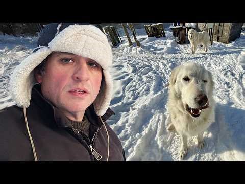 She's Not the Dog I Wanted (But she was the dog I needed...)