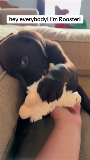 Meet Rooster: The 9 Week Old Chocolate Lab Puppy