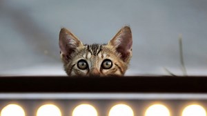 Government Scientists Announce End to 'Kitten Slaughterhouse'