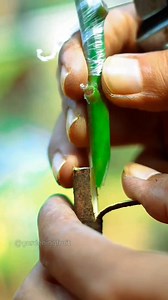 12K views · 225 reactions | make delicious mango varieties | GardeningFruit | Facebook