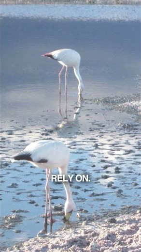 Traditional Lithium Mining Destroys the Environment...