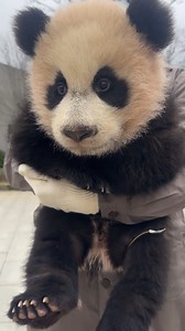 28K reactions · 313 comments | Nanny, your plush toy is a bit muddy....