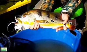 3.2K views · 24 reactions | Peacock Bass we caught in Peru. There is...