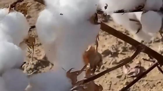 Cotton farming in action