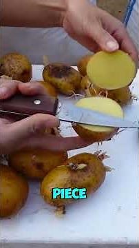 Potatoes in a Sack: Planting Hack Using CEMENT & BANANA!