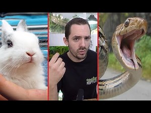 LAPIN vs SERPENT ! Animaux de compagnie en nourriture ?