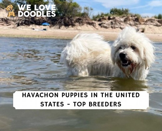Havachon Puppies in the USA: Top 7 Breeders! - We Love Doodles