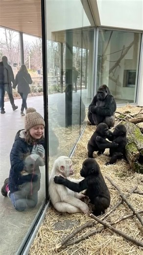 Moments Compilation Of White Baby Gorilla In Zoo #CuteAnimals #EmotionalAnimals #GorillaFamily #ToddlerMoments #BabyGorilla