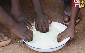 Study: Rice sold in Kenyan markets has high aflatoxin levels