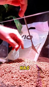 Follow us on YouTube for more aquarium info✨Find Wio’s Wetland Substrates here ➡️ https://www.natureaquariums.com.au/search?q=Wio #aquascaping #aquarium #substrate #best #soil #aquasoil #wio #plantedtank #aquariumhobby | Nature Pets & Aquariums