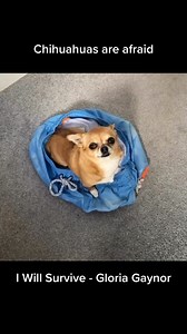 238K views · 35K reactions | Chihuahuas…Always expect the unexpected藍 #chi #chihuahua #iwillsurvive #gloria #gloriagaynor #survive #destinyschis #singingdog #funnyvideo #laugh #chihuahualove #chihuahualife #chihuahuafanatics #chihuahuaoftheday #chihuahuaworld #lola #doggo #parody #doggos #hund #dog #dogs #funnyvideo #laugh #smile #funnymemes #funnyreels cutedog #cute | Destiny’s Chis | Facebook