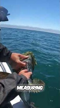 Fisherman's Luck: Catching Fish, Losing Lunch & Big Ling Cod! #shorts