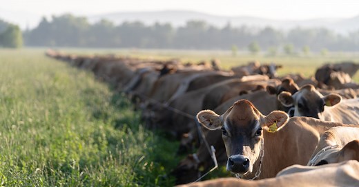 Vacas Jersey | Flor de alfalfa