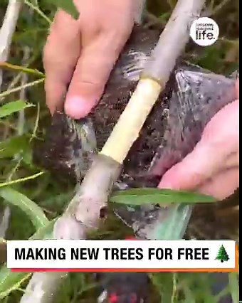 11M views · 22K reactions | How I make new trees for free...  | Lessons Learned In Life | Facebook