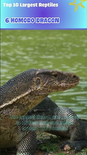 Top 10 Largest Reptiles