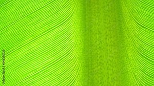 A close-up of a banana leaf reveals its vivid green hue and delicate vein patterns, highlighting its graceful texture and organic charm. Nature's artwork in every detail. Green background.