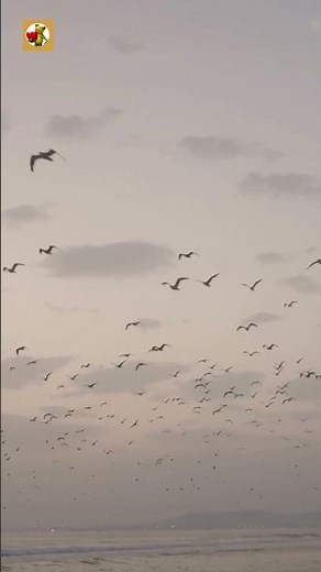 Seagull Sounds 🧡 Large Flock Of Seagulls Flying Over The Ocean At Sunset