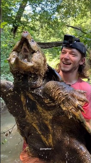 Facts about Alligator snapping turtle ! #snappingturtles #turtle #shorts