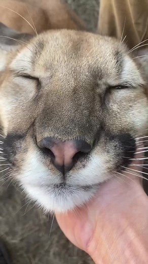 Mountain Lion Purrs and Roars | Wild Nature Sounds