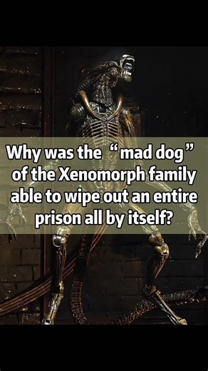The Mad Dog Xenomorph: A Solo Destruction Story