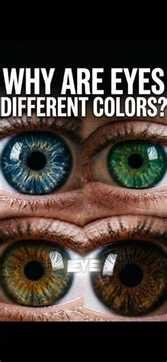 Why do we have different eye colors? #shorts