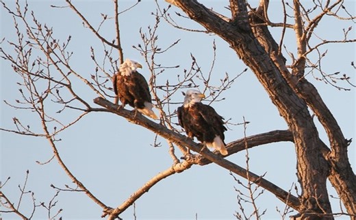 46th annual Eagle Days return to Loess Bluffs National Wildlife Refuge