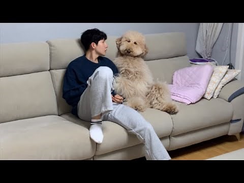 The Moments When a Poodle Looks Like a Human(compilation)