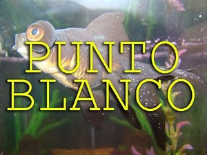 PUNTO BLANCO EN LOS PECES