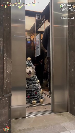 Merry Christmas Dog Videos for a Happy Holiday