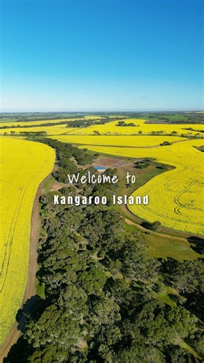 Kangaroo Island Turns Golden in September 💛 (10/10 scenic drives) #canola #flowers #drone