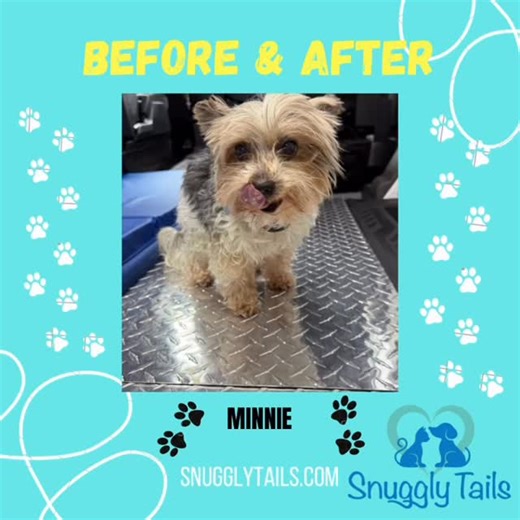 Snuggly Tails | Meet Minnie✨ This little superstar just had her teeth transformed with our anesthetic-free dental cleaning 🦷🐾💙. Check out those dazzling... | Instagram