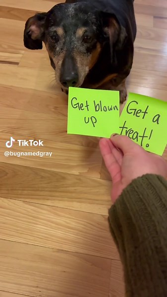 Bye Bye Fatty: Explosive Fat Dog Explosion on TikTok