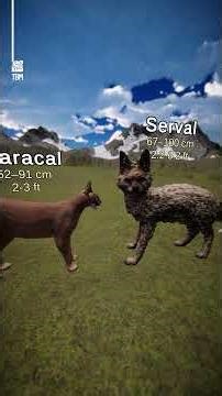 World’s Biggest Cats