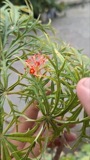 Discover the Merthiolate Plant and its incredible healing benefits #plants