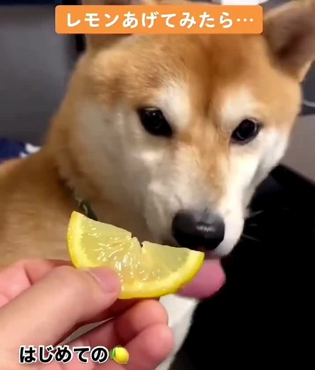 犬と初めてのレモン: おもしろ動画と可愛さが満載