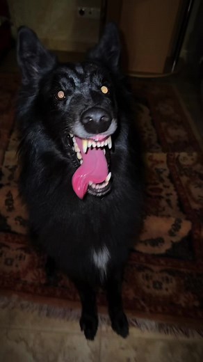 Groenendael: The Ultimate Belgian Shepherd Experience