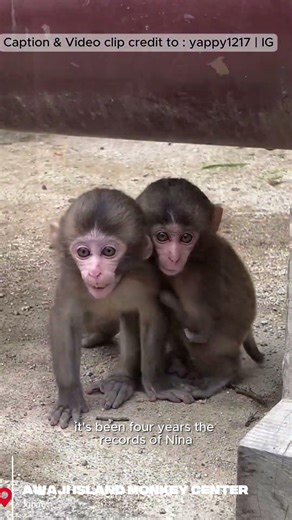 🐒Nina, a Japanese Macaques at awaji Island monkey center | Happy 4th Birthday Nina