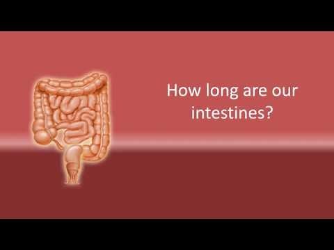 How long are our intestines ?