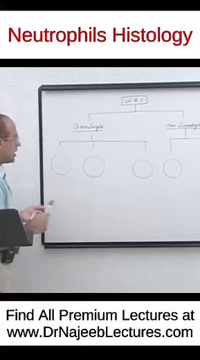 Neutrophils Histology #shortvideo #drnajeeblectures #shorts This Short is a clip from the "White Blood cells part 1 " To watch this complete lecture please visit our website. 👇🏻👇🏻👇🏻 www.drnajeeblectures.com If you Sign Up Now you can get lifetime access to our premium lectures for just $45 ONLY. So hurry up and sign up now. The link is below. 👇🏻👇🏻👇🏻👇🏻👇🏻👇🏻👇🏻👇🏻👇🏻 https://members.drnajeeblectures.com/courses/64b6a71fe4b07805c2a499c2-64b6a71fe4b07805c2a499c2?buy=true | Dr. Na