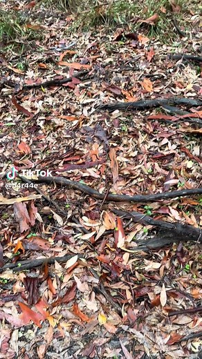 #nature #botany #tree #forest #earth aromatic national park australia