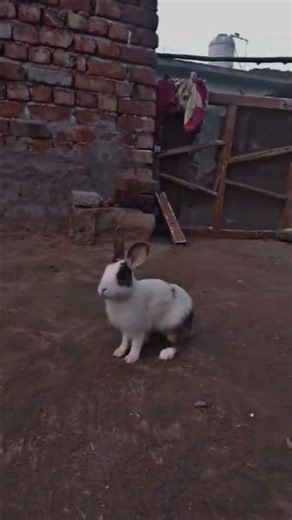 rabbit video