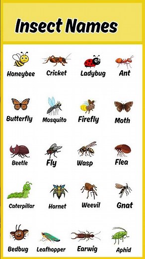 Buzzing Challenge! Can You Guess These 50 Amazing Insect Names? | Fun Learning with Quizzy Kido