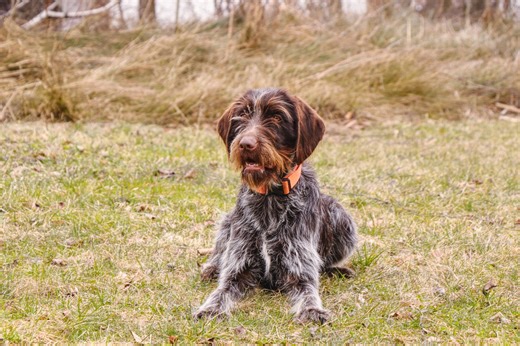 Wirehaired Pointing Griffon Unity | 𝗪𝗘 𝗔𝗥𝗘 𝗥𝗘𝗠𝗢𝗩𝗜𝗡𝗚 𝗜𝗡𝗔𝗖𝗧𝗜𝗩𝗘 𝗣𝗘𝗢𝗣𝗟𝗘 😊 | Facebook
