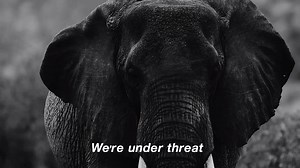 103K views · 2.4K shares | The Elephant Language has been translated. Talk, text or emoji in 'Elephant' and use it to save their species on World Elephant Day, August 12 at helloinelephant.com #worldelephantday #helloinelephant | Sheldrick Wildlife Trust | Facebook