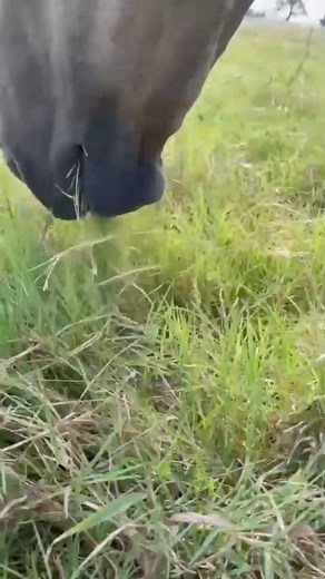 96 reactions · 8 comments | Sit back and relax as you hear the sweet, soothing sounds down here on the ranch at FarmHouseFresh  #passthesafeact #endhorseslaughter #animalsanctuary #asmr | FarmHouse Fresh Animal Sanctuary | Facebook
