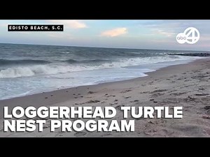Edisto Beach Loggerhead Turtle Project's Adopt-A-Nest program rings special memories to visitors