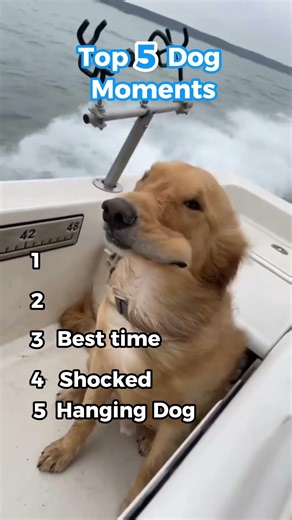 Top 5 Dog Moments 🐶